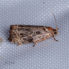 Olethreutes permundana