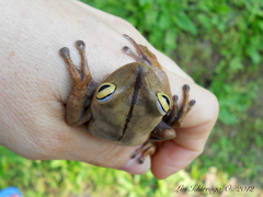 Bokermannohyla hylax