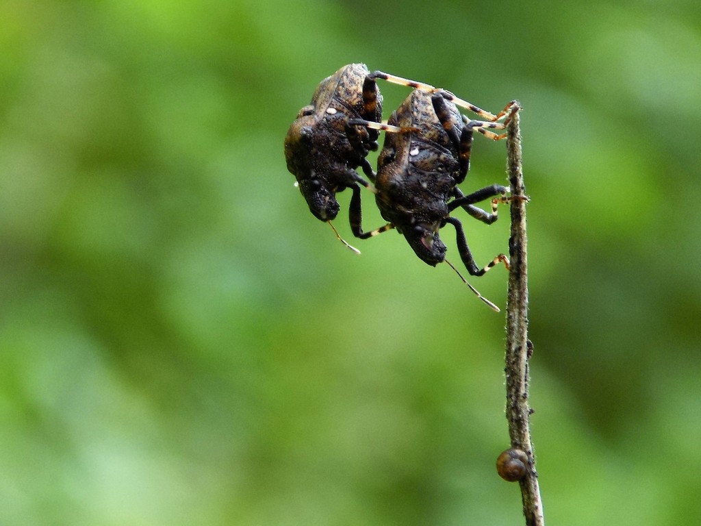 Aeschrocoris