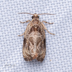 Olethreutes permundana