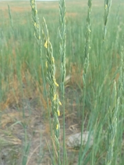 Elymus smithii