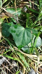 Hedera algeriensis