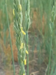 Elymus smithii