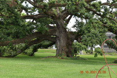 Quercus virginiana