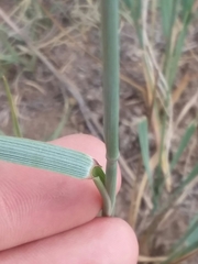Elymus smithii