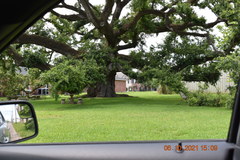 Quercus virginiana