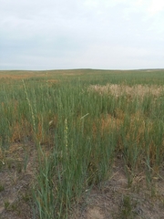 Elymus smithii