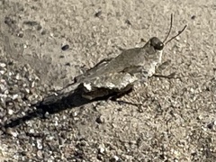 Paratettix cucullatus