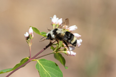 Bombus vancouverensis