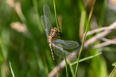Leucorrhinia intacta