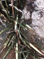 Sansevieria cylindrica