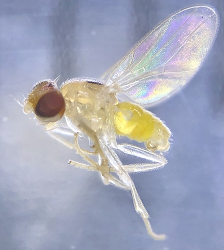 Gaurax melanotum
