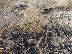 Dicranocarpus parviflorus