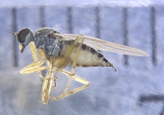 Tachydromiinae