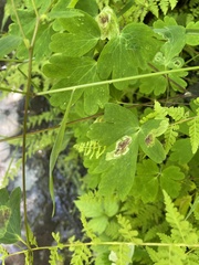 Phytomyza aquilegivora