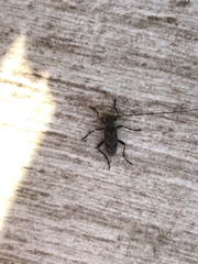 Eutrichillus biguttatus