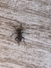 Eutrichillus biguttatus