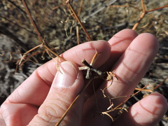 Dicranocarpus parviflorus