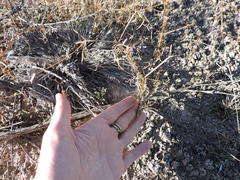 Dicranocarpus parviflorus