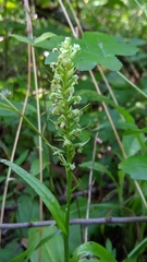 Platanthera flava