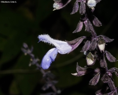Salvia roscida