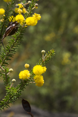 Acacia beadleana
