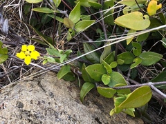 Stigmaphyllon emarginatum