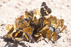 Phyciodes graphica