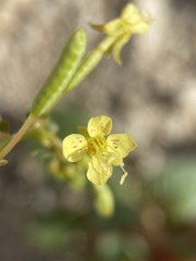 Chylismia scapoidea