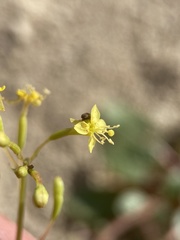 Chylismia scapoidea