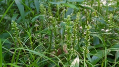 Platanthera flava