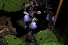 Salvia roscida