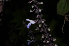 Salvia roscida