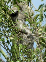 Bradypus variegatus tapajoensis