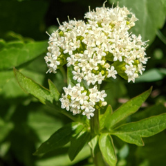 Valeriana californica