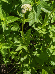 Valeriana californica