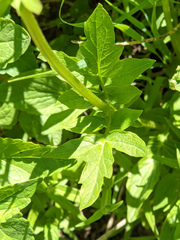 Valeriana californica