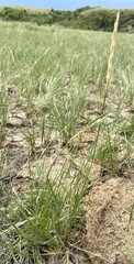Elymus lanceolatus