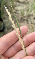 Elymus lanceolatus