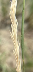 Elymus lanceolatus