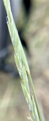 Elymus lanceolatus