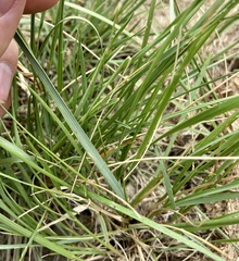Elymus lanceolatus