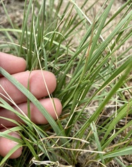 Elymus lanceolatus