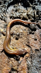 Plethodon websteri