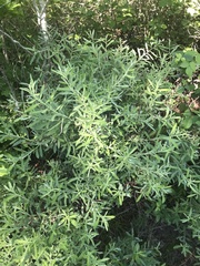 Salix humilis tristis