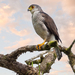 Tiny Hawk - Photo (c) eric gofreed, some rights reserved (CC BY-NC), uploaded by eric gofreed