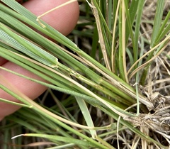 Elymus lanceolatus
