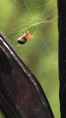 Araneoidea