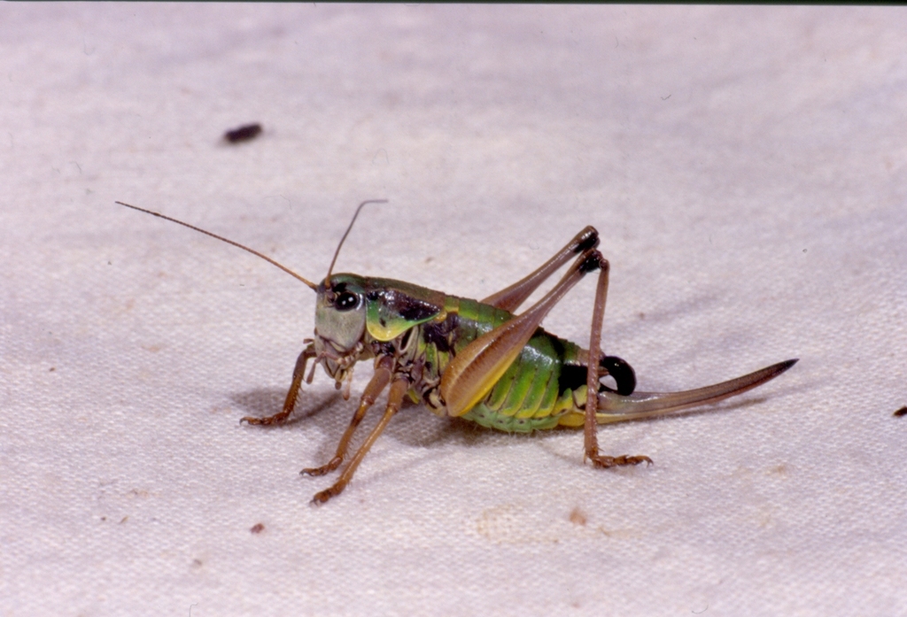 Pygmy Alpine Bush-cricket