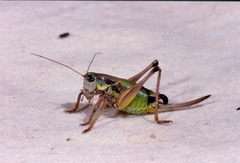 Anonconotus pusillus